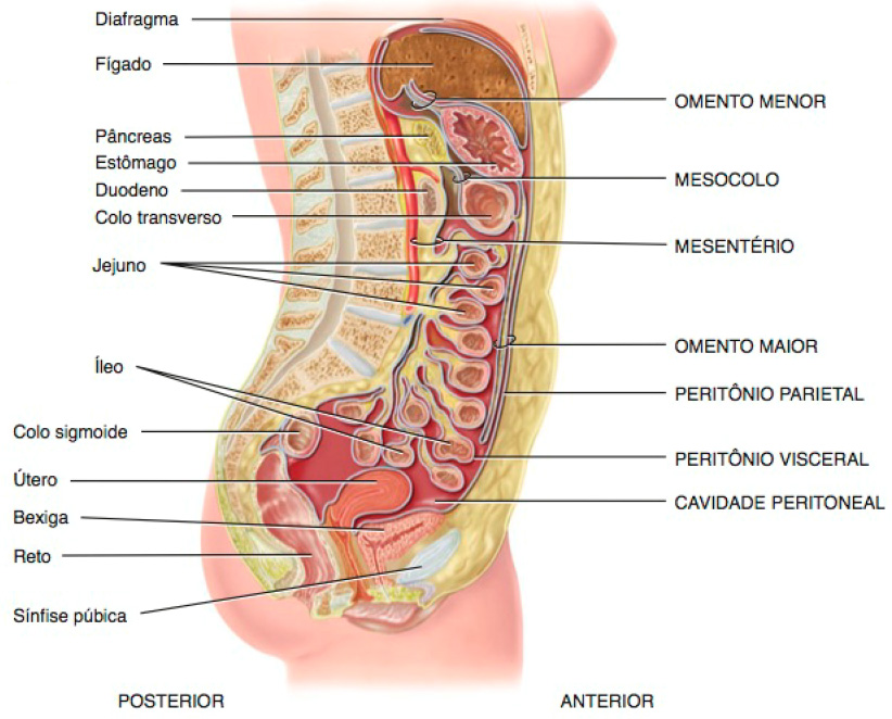 Peritônio e mesentério.