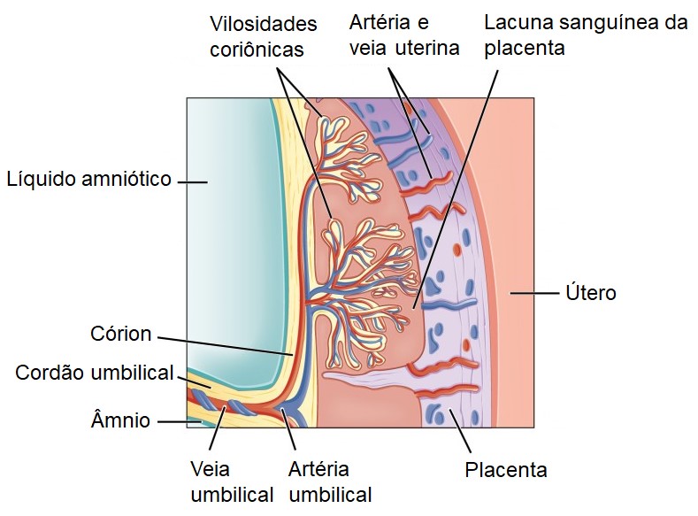 Placenta.