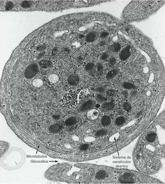 Plaquetas (micrografia eletrônica).