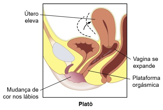 Fase de platô do ciclo sexual feminino.