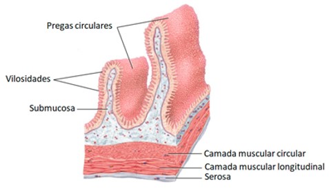 Pregas circulares e vilosidades intestinais.