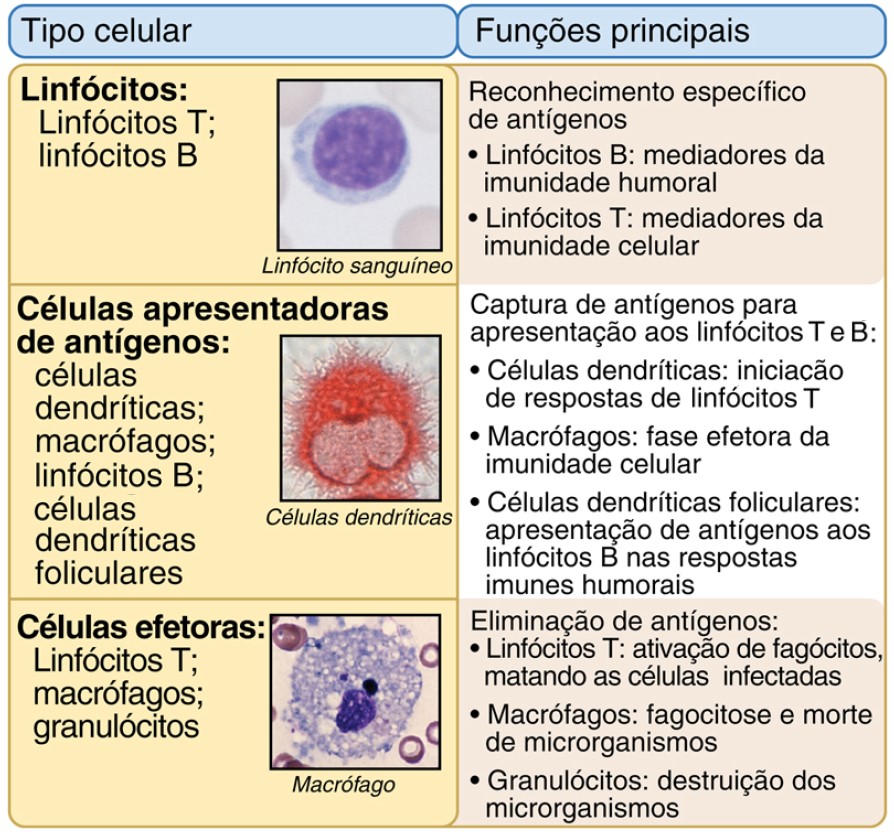 Células do sistema imune e suas funções principais.