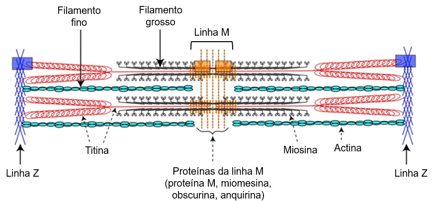 Proteínas da linha M.