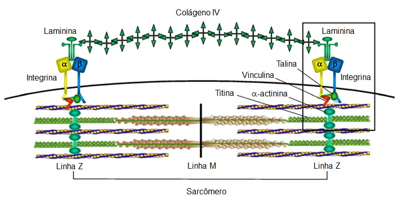 Proteínas de ancoragem do sarcômero.