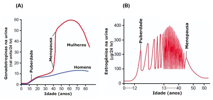 Puberdade e menopausa.