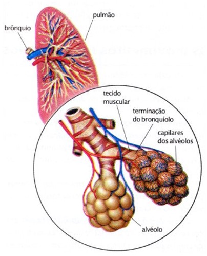 Pulmão: alvéolos.