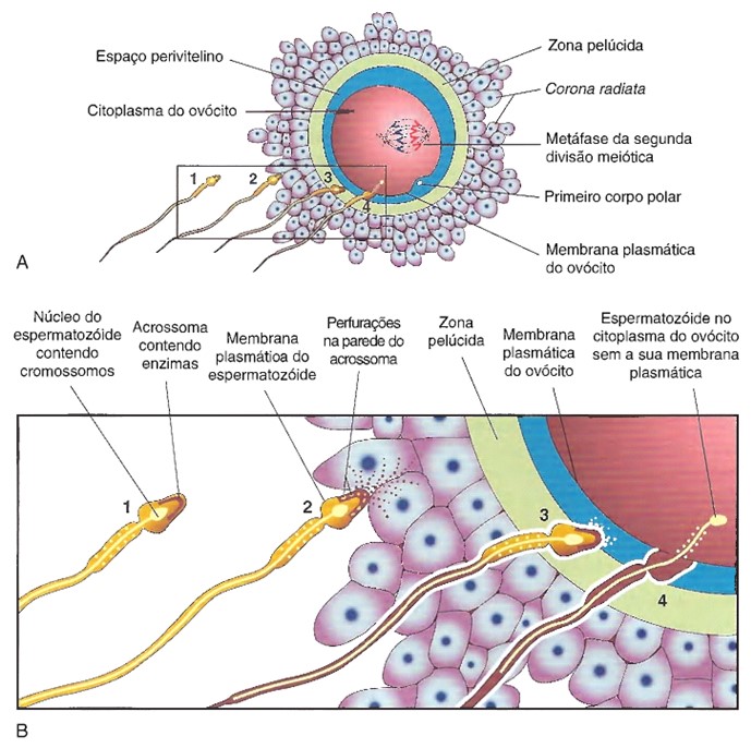 Reação  acrossômica  e  um  espermatozoide penetrando um ovócito.