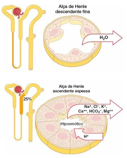 Reabsorção na alça de Henle (ramos descendente a ascendente).