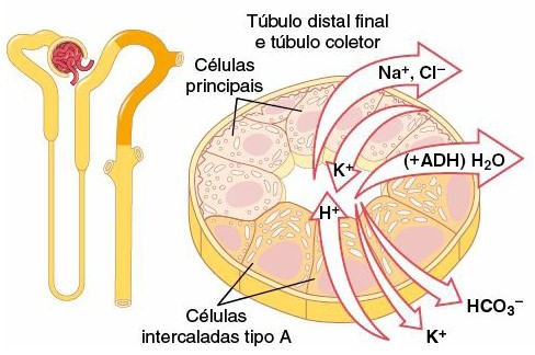 Reabsorção e secreção no túbulo distal final e túbulo coletor.
