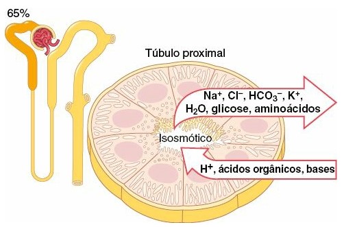 Reabsorção no túbulo contorcido proximal.