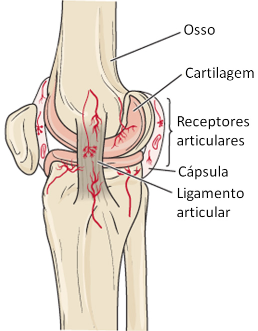 Receptores articulares.