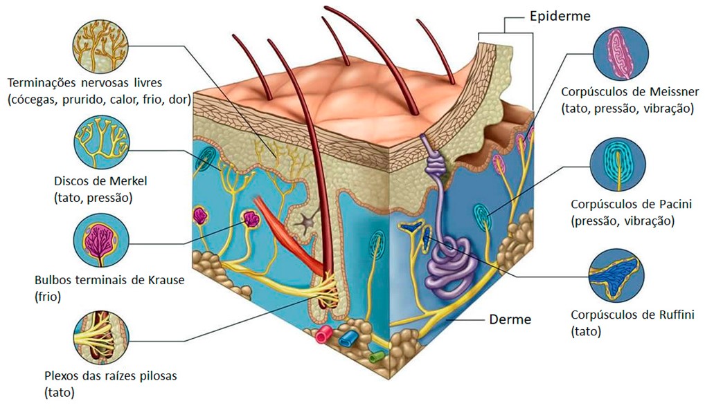 Receptores sensoriais da pele e da tela subcutânea.
