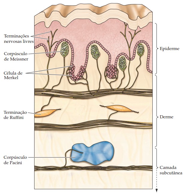 Receptores sensoriais na pele glabra.