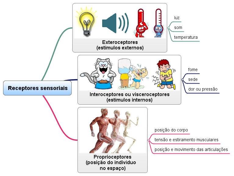 Receptores sensoriais: classificação quanto à localização.