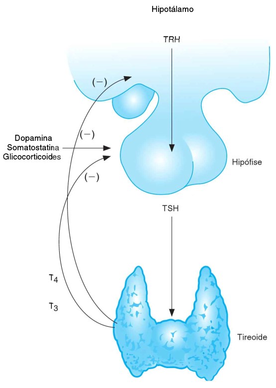 Regulação dos hormônios tireoideanos.
