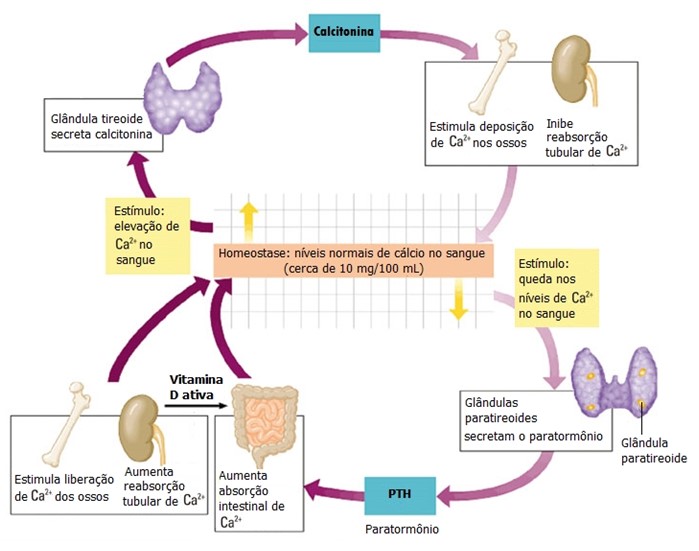 Regulação dos níveis plasmáticos de cálcio.