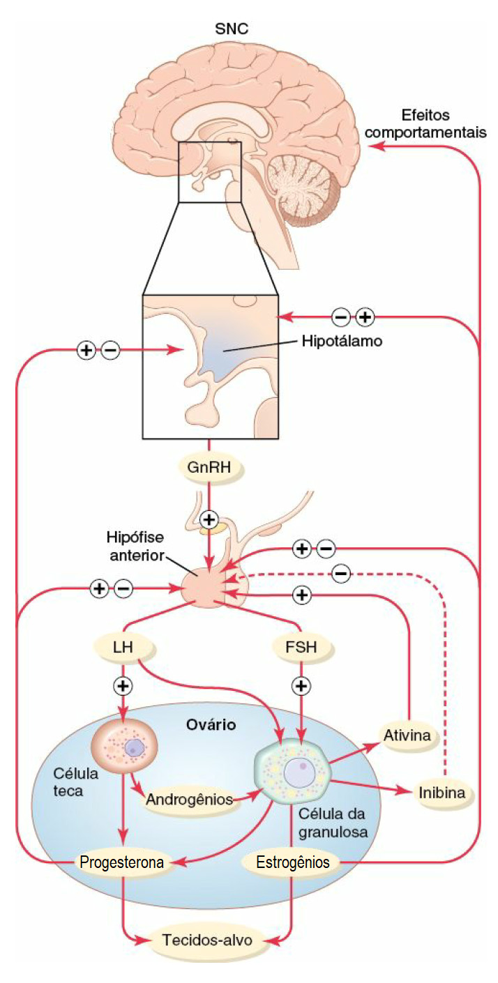Regulação por feedback do eixo hipotalâmico-hipofisário-ovariano em mulheres.
