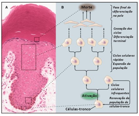 Renovação das células epidérmicas.