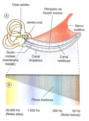 Cóclea distendida mostrando as fibras basilares.