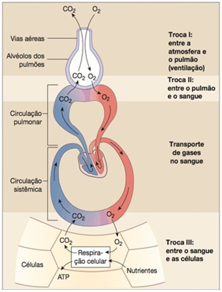 Respiração aeróbia (externa e interna).