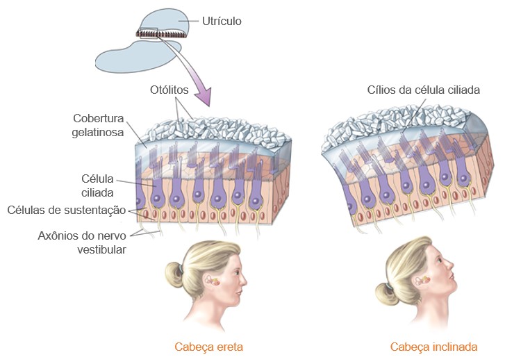 Resposta das células ciliadas da mácula à inclinação.