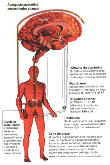 Resposta masculina aos estímulos sexuais.