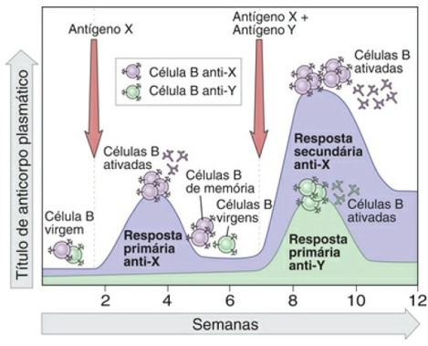 Respostas imunes primária e secundária.