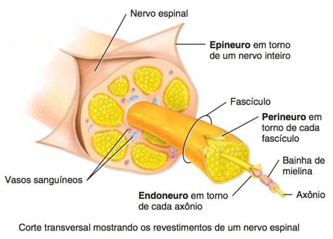 Revestimentos do nervo espinhal.