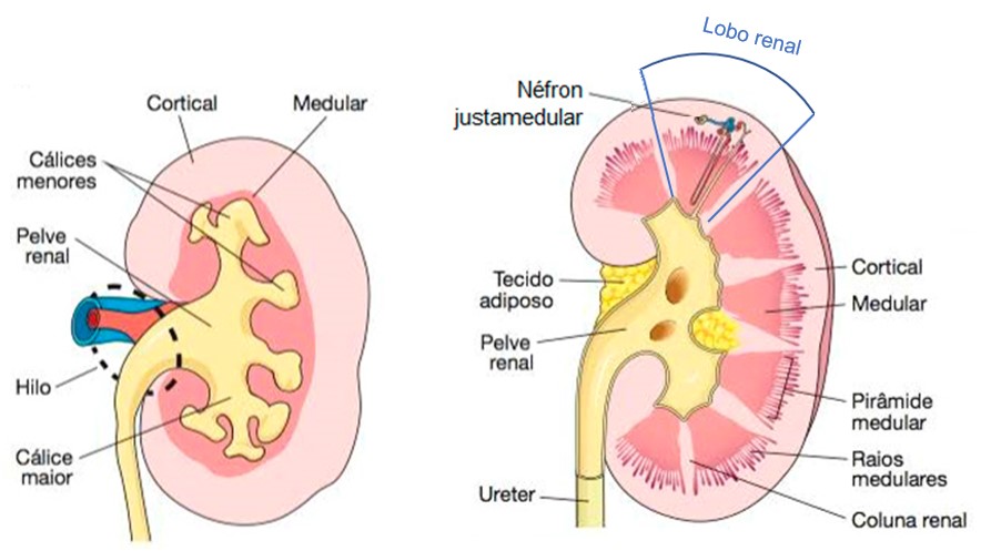 Anatomia interna do rim.