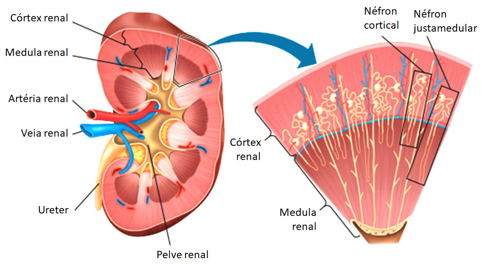 Rins e tipos de néfrons.