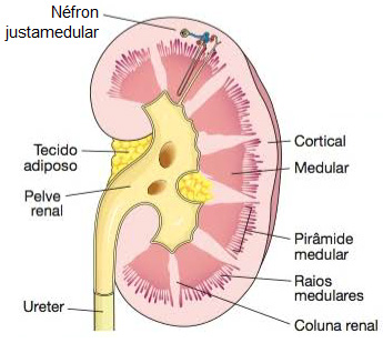 Estrutura interna de um rim, mostrando a localização de um néfron justamedular.