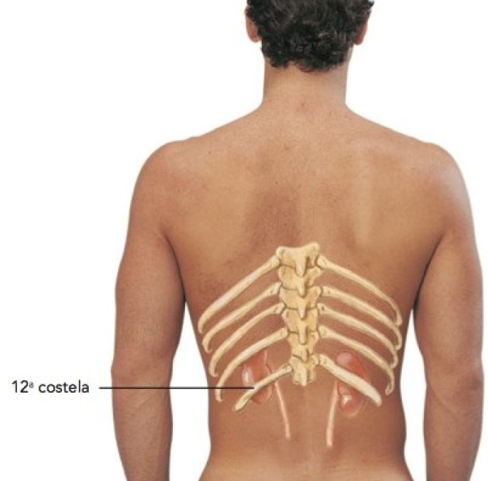 Rins: relação com 12º par de costelas.