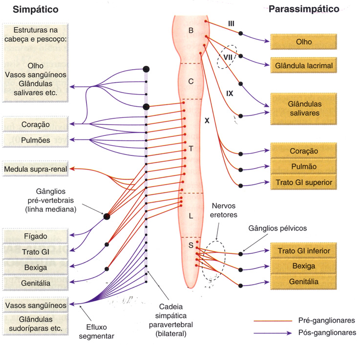 Sistema nervoso autônomo: plano básico.