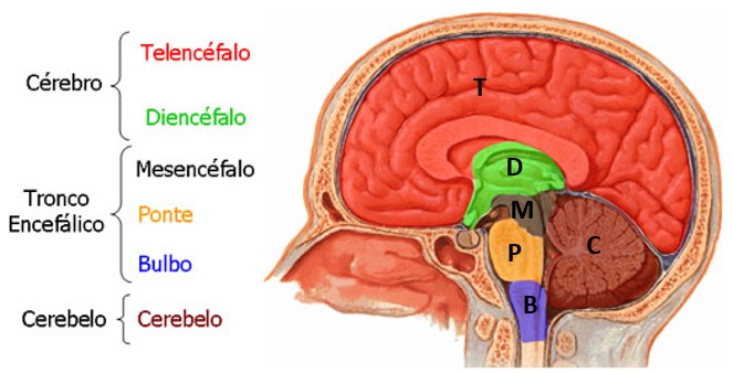 SNC: divisões.