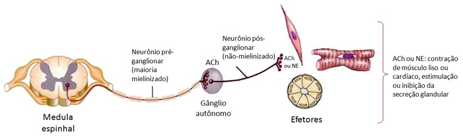 SNP autônomo.