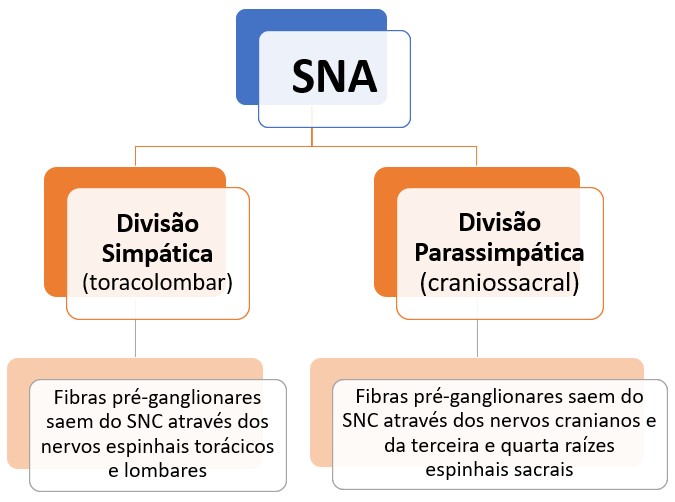 SNP autônomo: divisões.