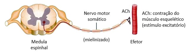 SNP somático.