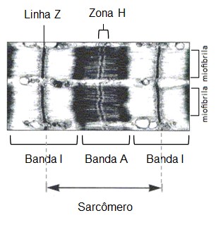 Sarcômero.