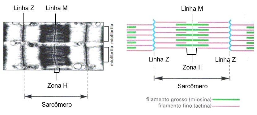 Sarcômero: disposição dos miofilamentos.