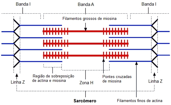 Interação dos miofilamentos no sarcômero.