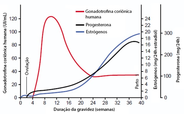 Relação entre progesterona e estrogênios durante e no final da gravidez.