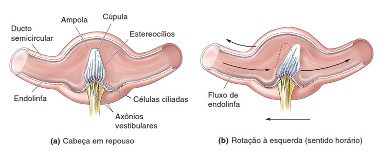 Secção  transversal através da ampola.