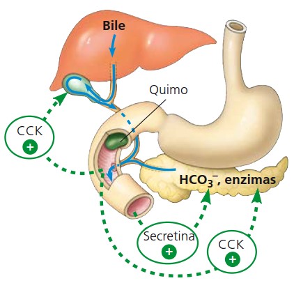 Secreção de secretina e colecistoquinina.