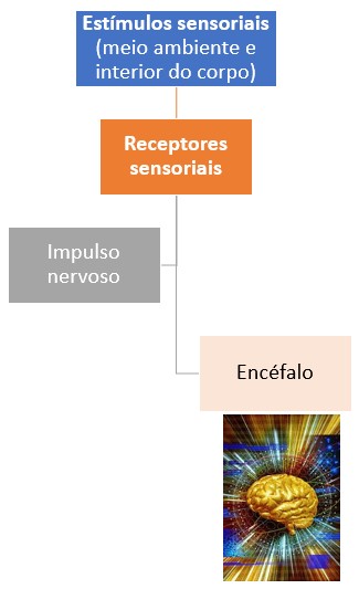 Sistema sensorial.