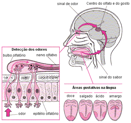 Sentidos químicos: olfato e gustação.