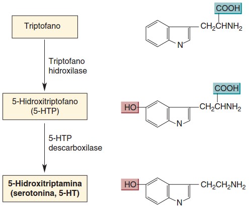 Serotonina: síntese.