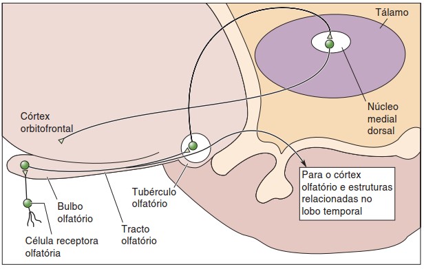 Sinais para o córtex olfatório.