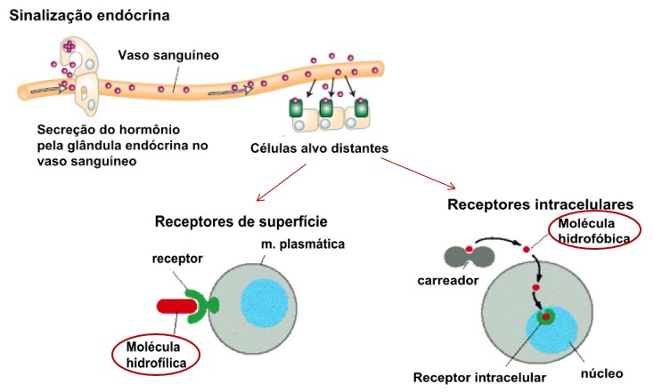 Sinalização endócrina.