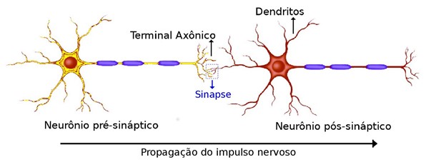 Sinapse.