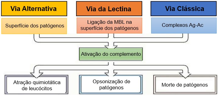 Ativação do complemento pelas 3 vias.